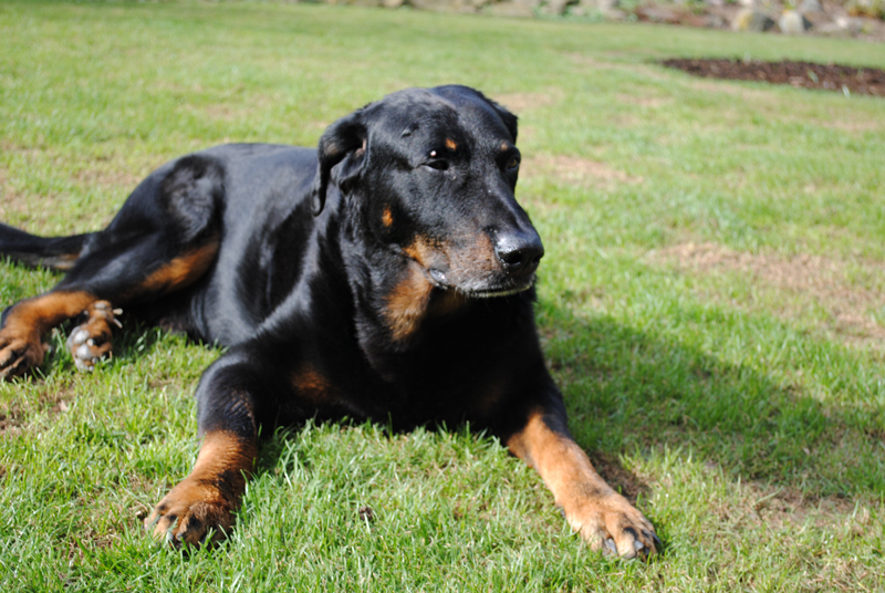 NERON les Hutins du Brahma-Loke