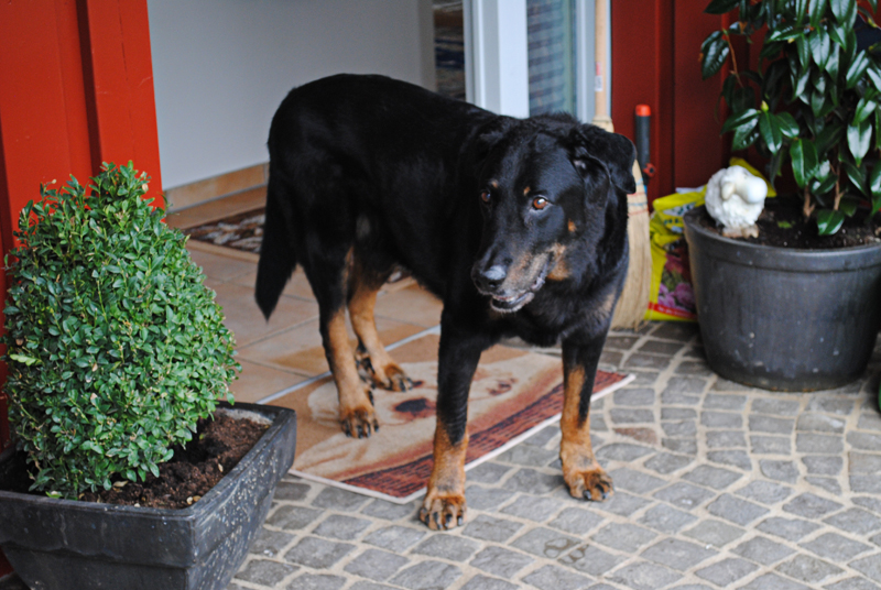 NERON les Hutins du Brahma-Loke