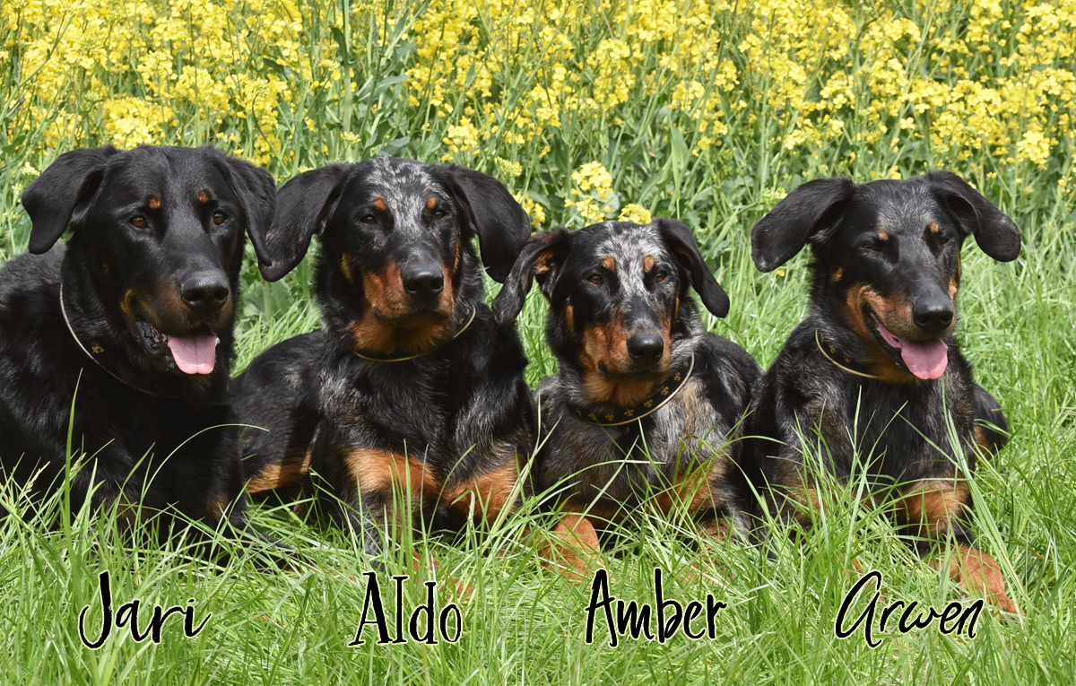 Beauceronzucht De La Montaigne Naine