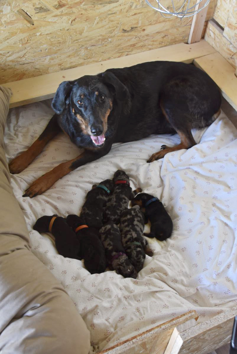Arwen und ihre Babies